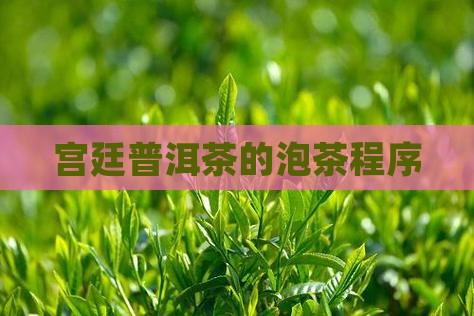 宫廷普洱茶的泡茶程序