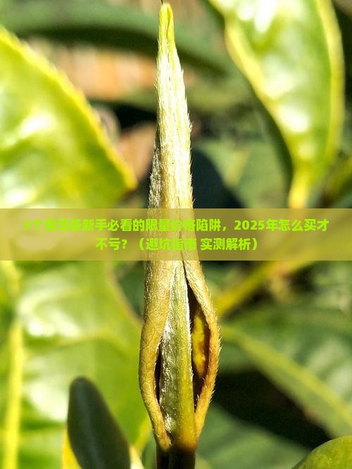 限量普洱茶价格