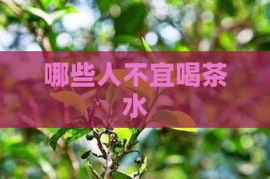 哪些人不宜喝茶水