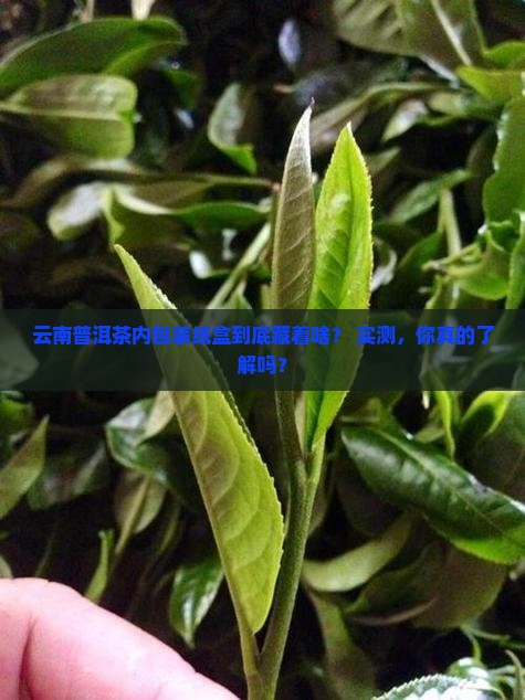 云南普洱茶内包装纸盒是什么