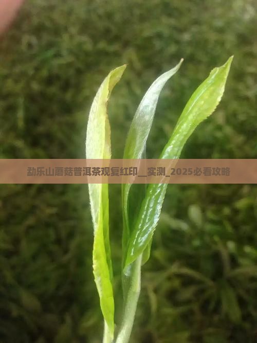 勐乐山蘑菇普洱茶观复红印