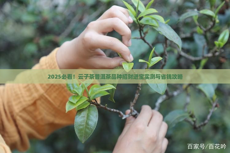 云子茶普洱茶品种招财进宝