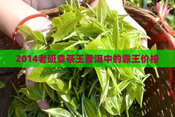 2014老班章茶王