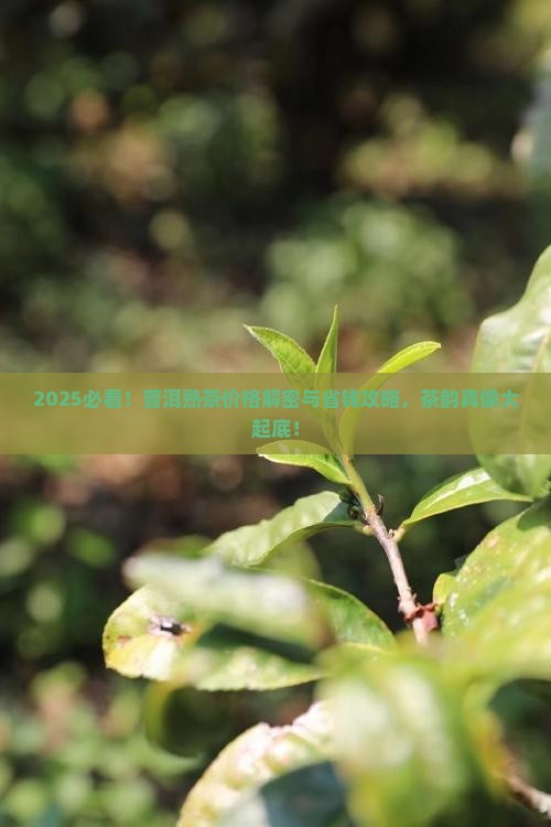 普洱茶茶韵熟茶价格
