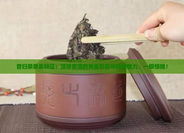 昔归茶条索特征