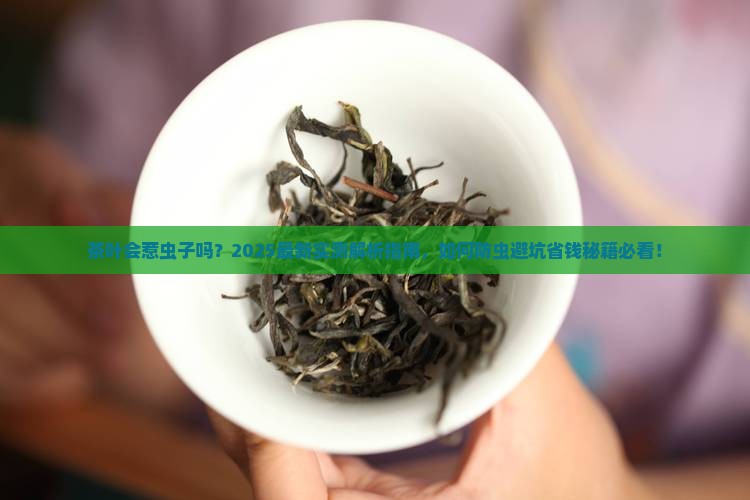 茶叶会惹虫子吗