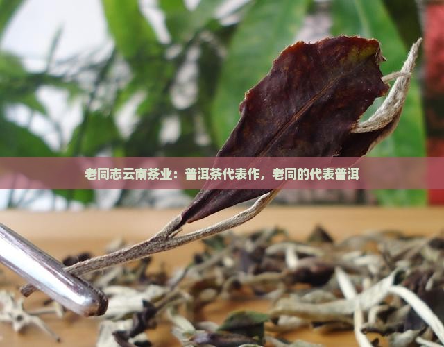 老同志普洱茶代表作