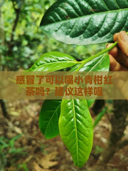 感冒了可以喝小青柑红茶吗