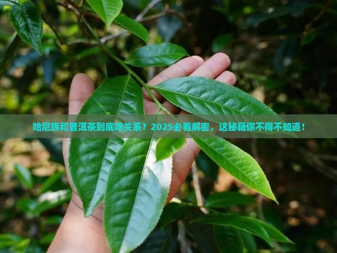 哈尼与普洱茶的关系