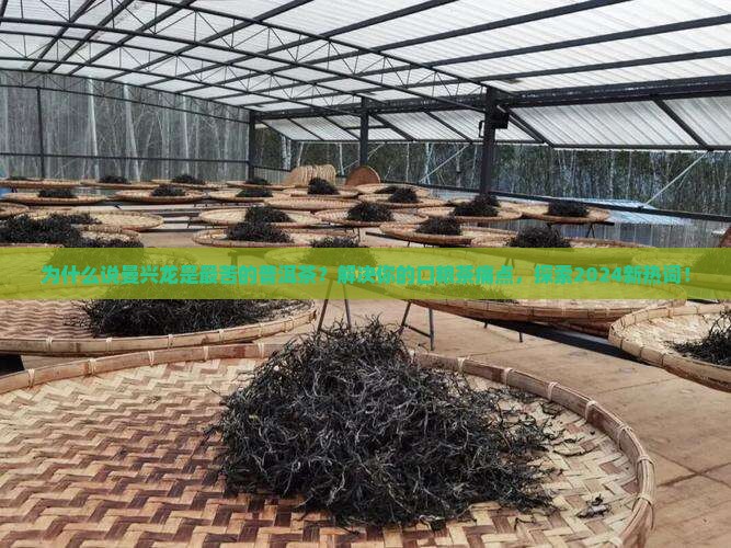 最苦的普洱茶是曼兴龙