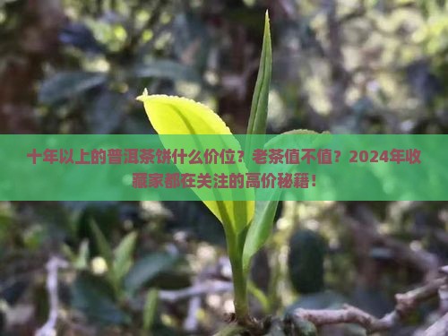 十年以上的普洱茶饼什么价位