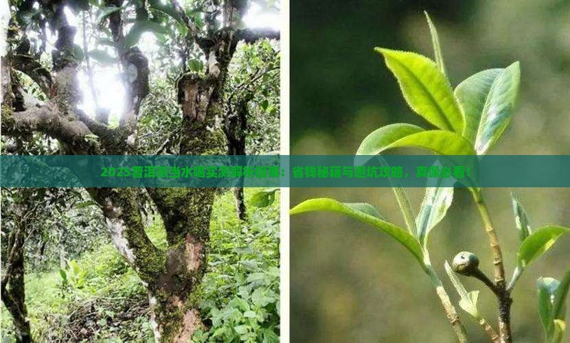 能不能把普洱茶当水喝