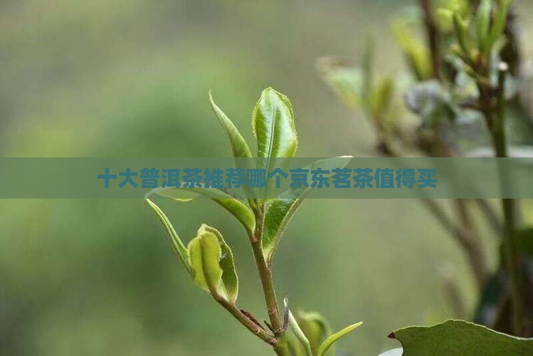 普洱茶有哪几个牌子好
