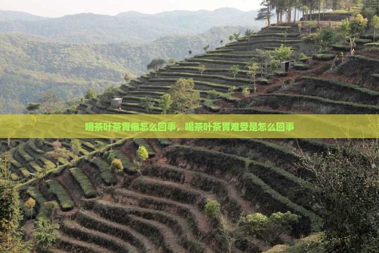 喝茶叶茶胃痛怎么回事