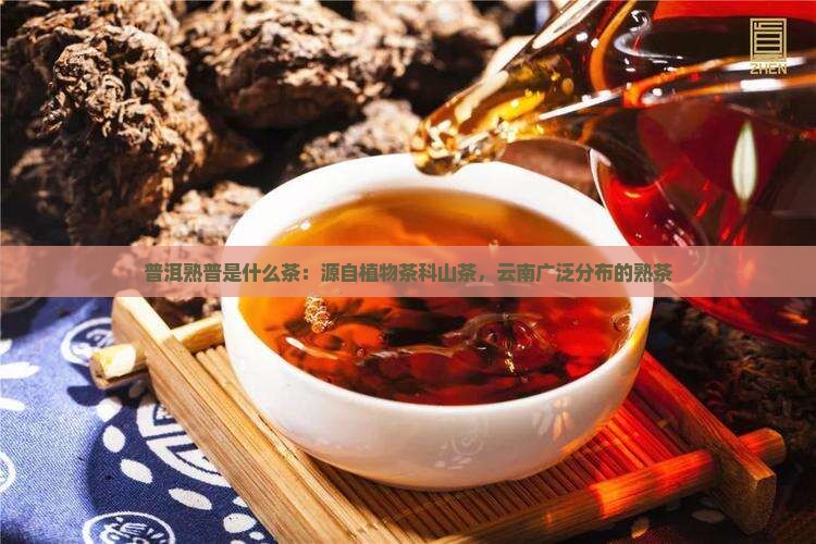 普洱熟普是什么茶