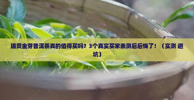 瑞贡金芽普洱茶