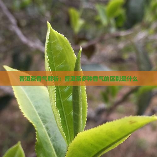 普洱茶多种香气的区别是什么