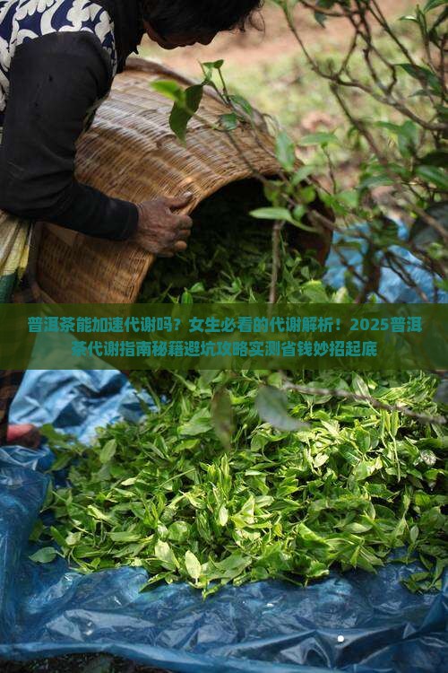 普洱茶能加速代谢吗女生