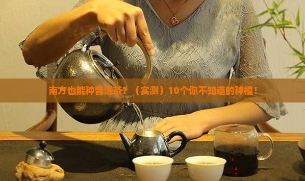 普洱茶在南方可以种吗吗