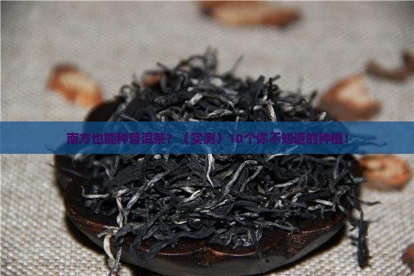 普洱茶在南方可以种吗吗