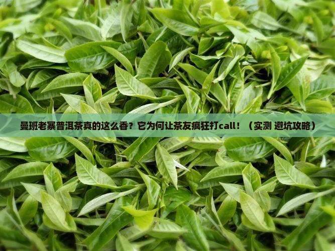 曼班老寨普洱茶特点