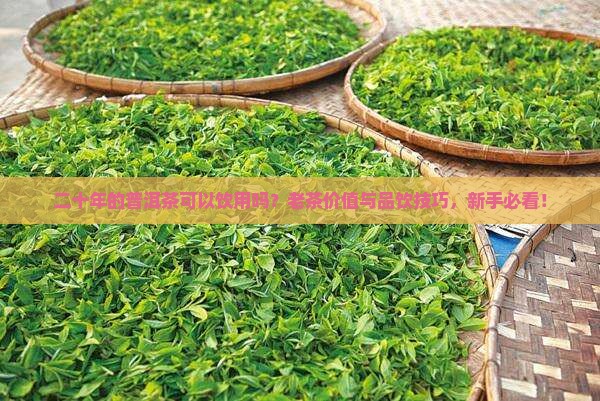 二十年的普洱茶可以饮用吗