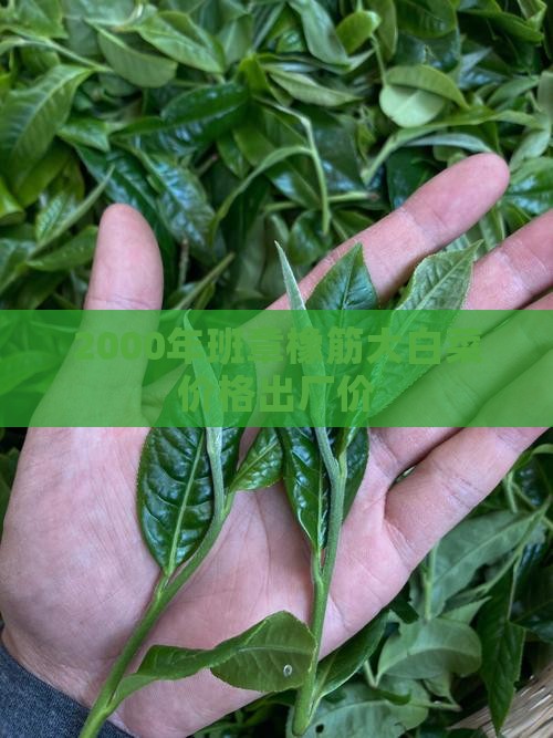 2000年班章橡筋大白菜价格