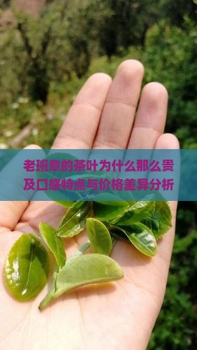 老班章的茶叶为什么那么贵及口感特点与价格差异分析