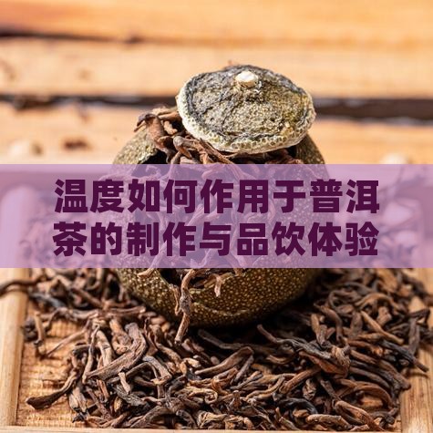 温度如何作用于普洱茶的制作与品饮体验？