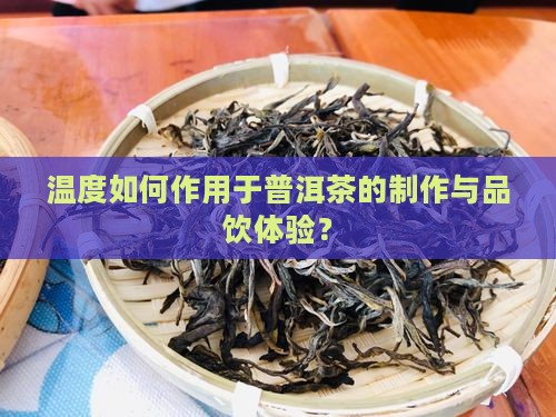 温度如何作用于普洱茶的制作与品饮体验？