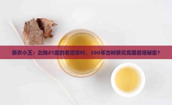 茶农小王:北纬21度的老班章村,300年古树茶究竟藏着啥秘密? 茶农小王:北纬21度的老班章村,300年古树茶究竟藏着啥秘密?