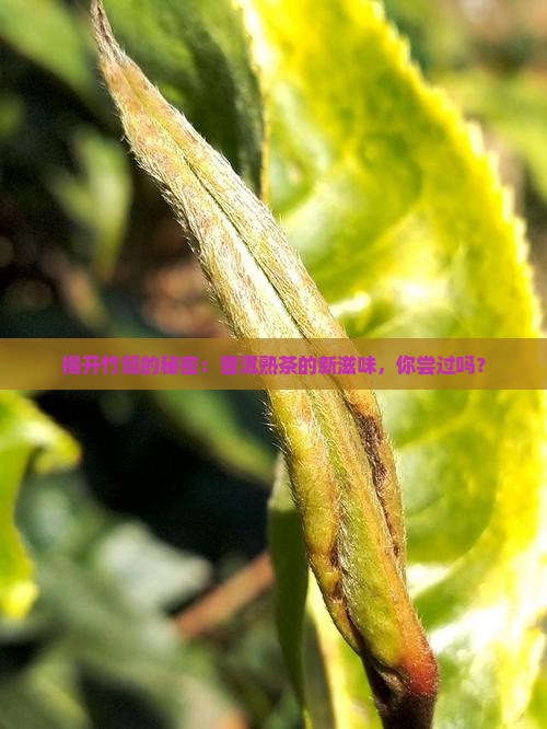 揭开竹筒的秘密：普洱熟茶的新滋味，你尝过吗？