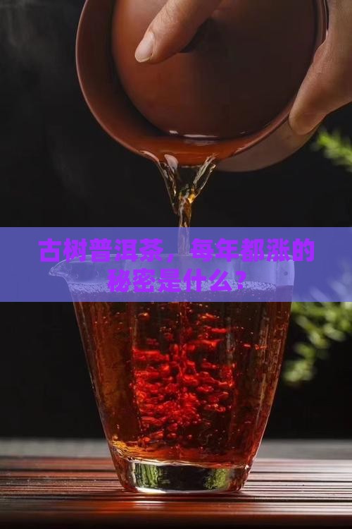 古树普洱茶，每年都涨的秘密是什么？