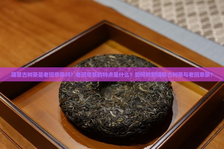 瑞意古树茶是老班章茶吗？老班章茶的特点是什么？如何辨别瑞意古树茶与老班章茶？
