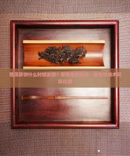 普洱茶饼什么时候发酵？老茶鬼的困惑：微生物技术和陈化期