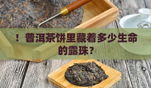 ！普洱茶饼里藏着多少生命的露珠？