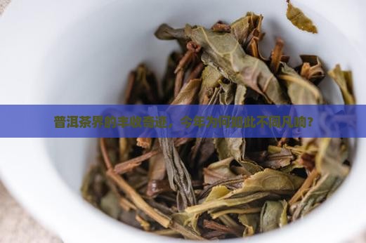 普洱茶界的丰收奇迹，今年为何如此不同凡响？