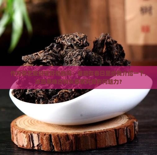 作为茶艺爱好宅好奇地问：谁能在春日里给我介绍一下，冰岛单株古树头春茶究竟有何魅力？