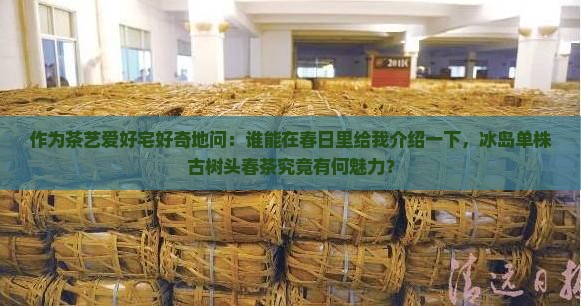 作为茶艺爱好宅好奇地问：谁能在春日里给我介绍一下，冰岛单株古树头春茶究竟有何魅力？