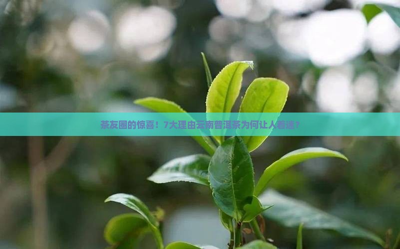 茶友圈的惊喜！7大理由云南普洱茶为何让人着迷？