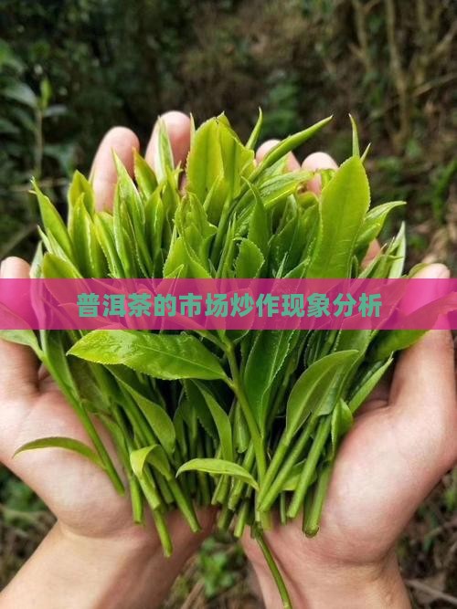 普洱茶的市场炒作现象分析