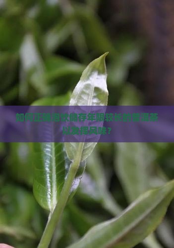 如何正确泡饮储存年限较长的普洱茶以发挥风味？