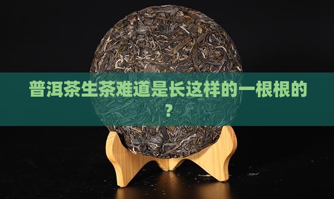 普洱茶生茶难道是长这样的一根根的？