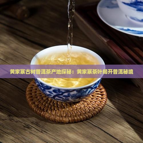 黄家寨古树普洱茶产地探秘：黄家寨茶叶揭开普洱秘境