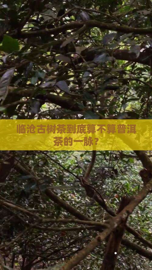 临沧古树茶到底算不算普洱茶的一脉？