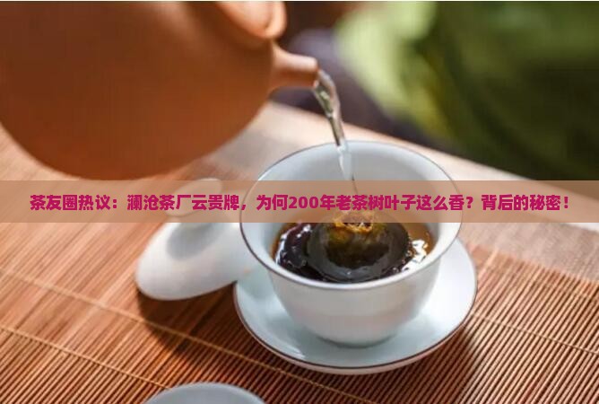 茶友圈热议：澜沧茶厂云贵牌，为何200年老茶树叶子这么香？背后的秘密！