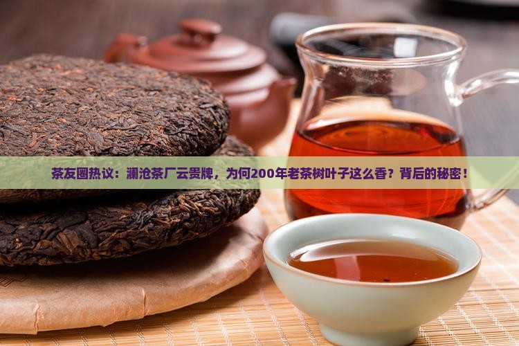 茶友圈热议：澜沧茶厂云贵牌，为何200年老茶树叶子这么香？背后的秘密！