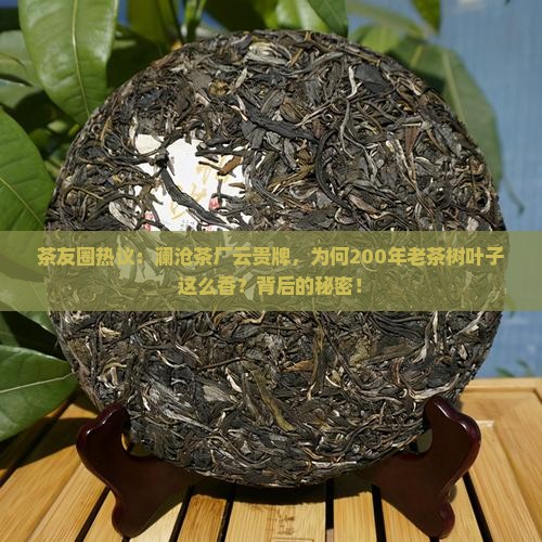茶友圈热议：澜沧茶厂云贵牌，为何200年老茶树叶子这么香？背后的秘密！