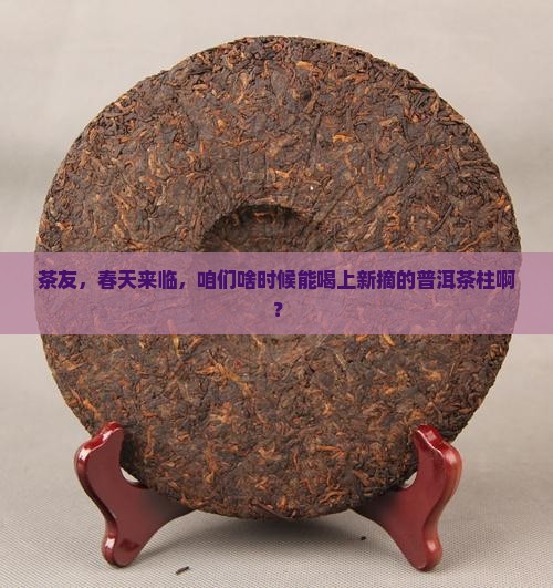 茶友，春天来临，咱们啥时候能喝上新摘的普洱茶柱啊？