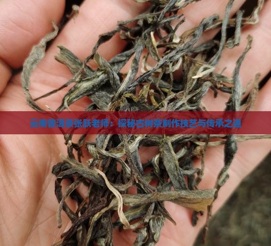 云南普洱茶张跃老师：探秘古树茶制作技艺与传承之道
